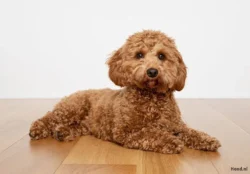 Kivo 4 Vissoorten mix 500 gram - Afbeelding 2