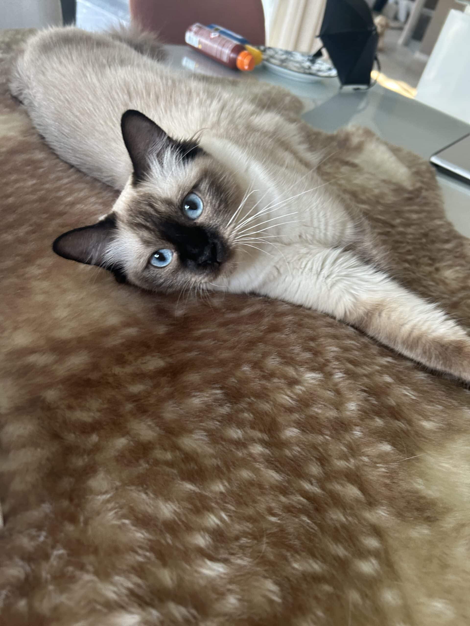 Elsa Nichelle Casa Zoë