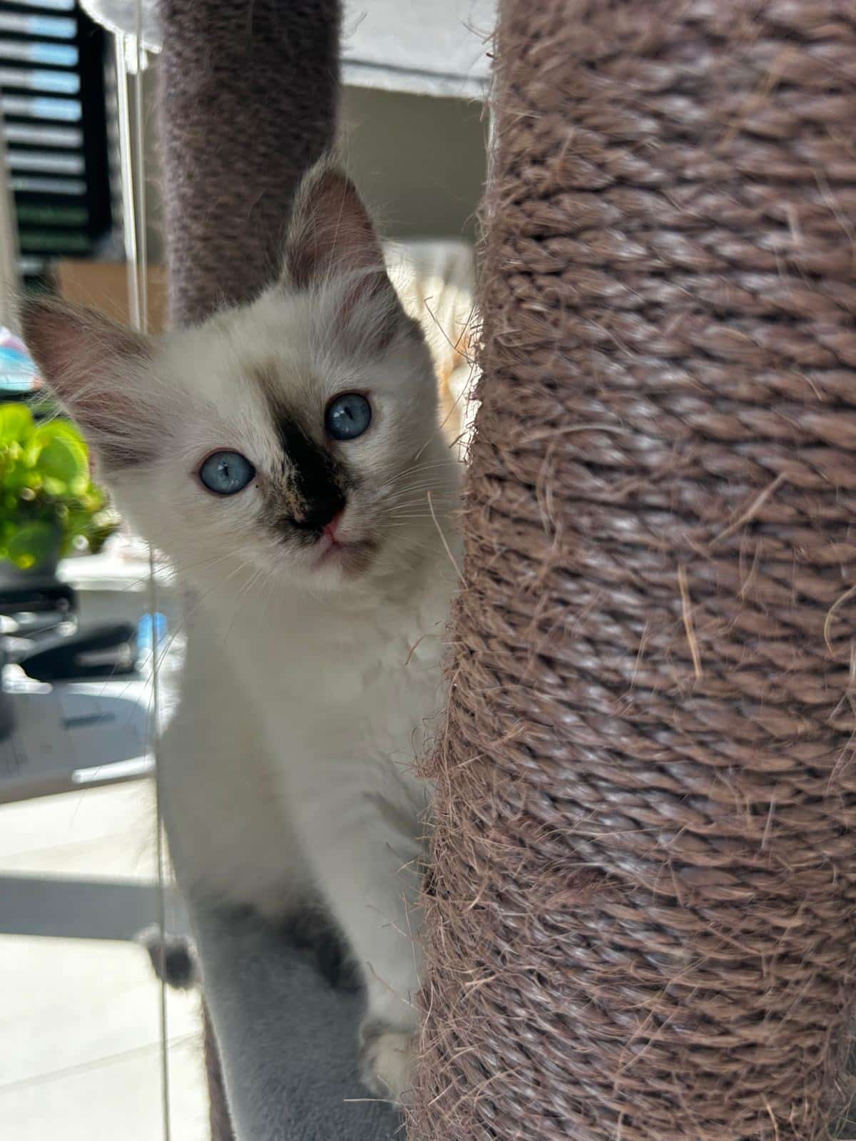 AnnaLouise Casa Zoë