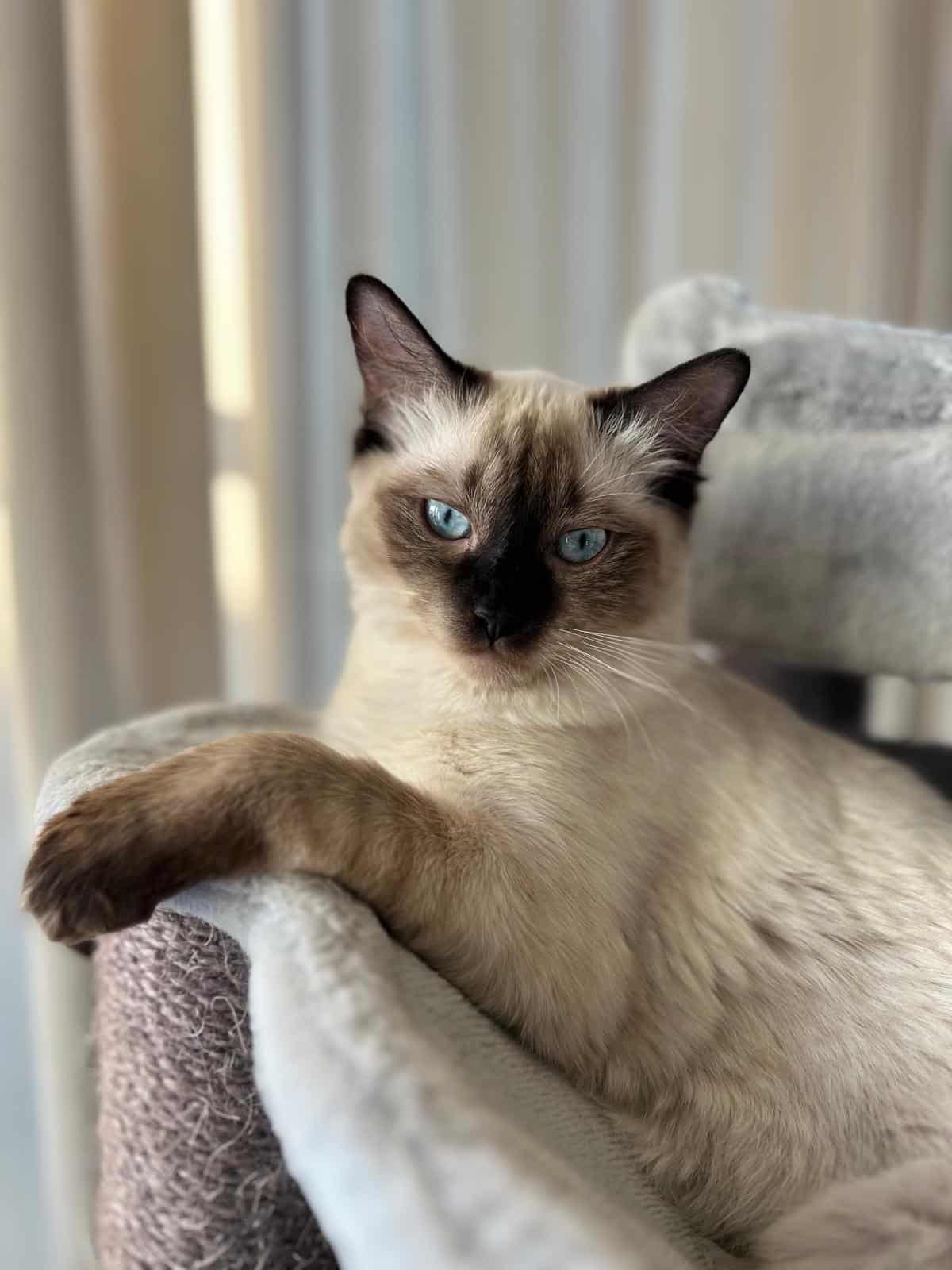 Elsa Nichelle Casa Zoë